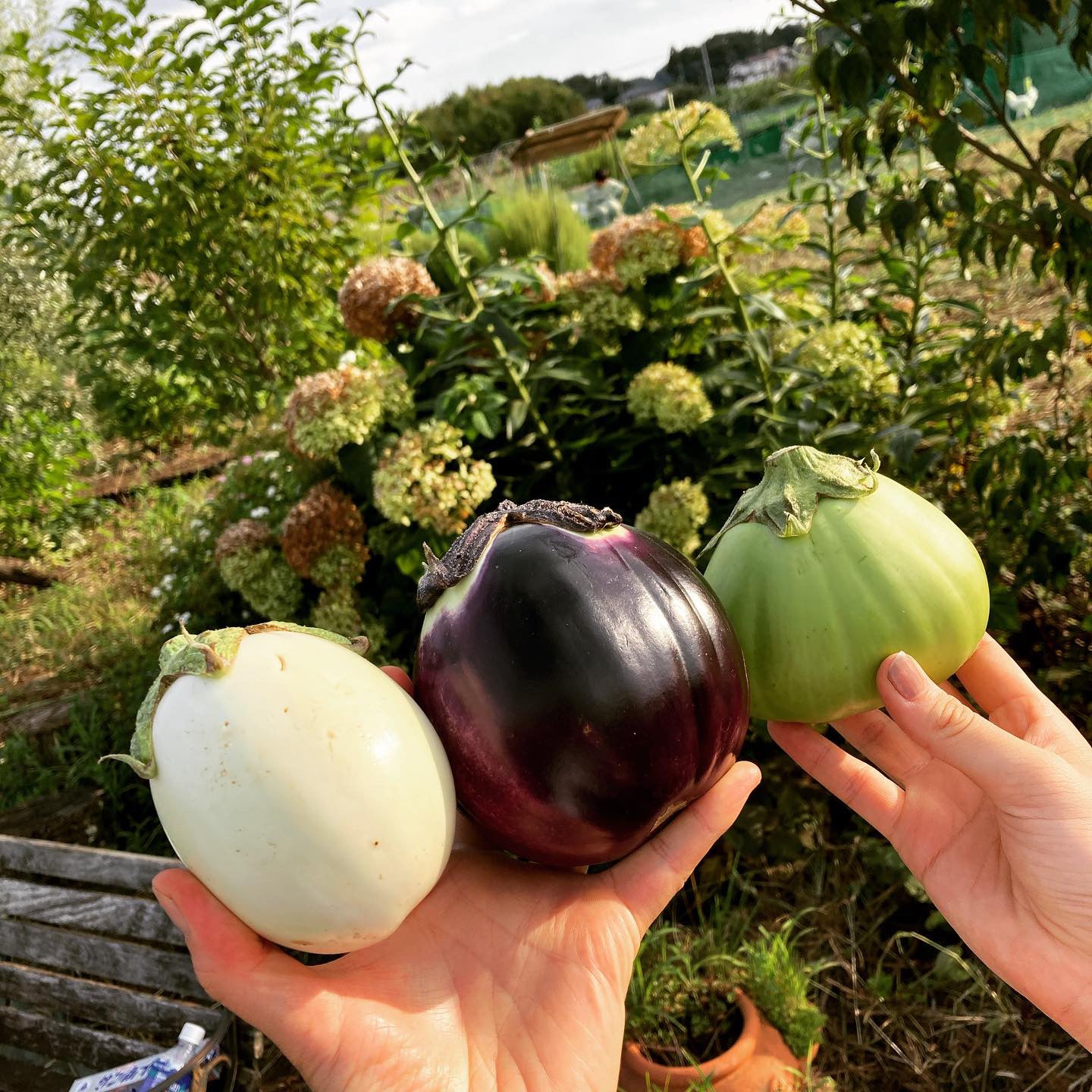 【定期便】無農薬/有機/自然/ミネラル栽培食材de農家応援セット(クール便送料込)